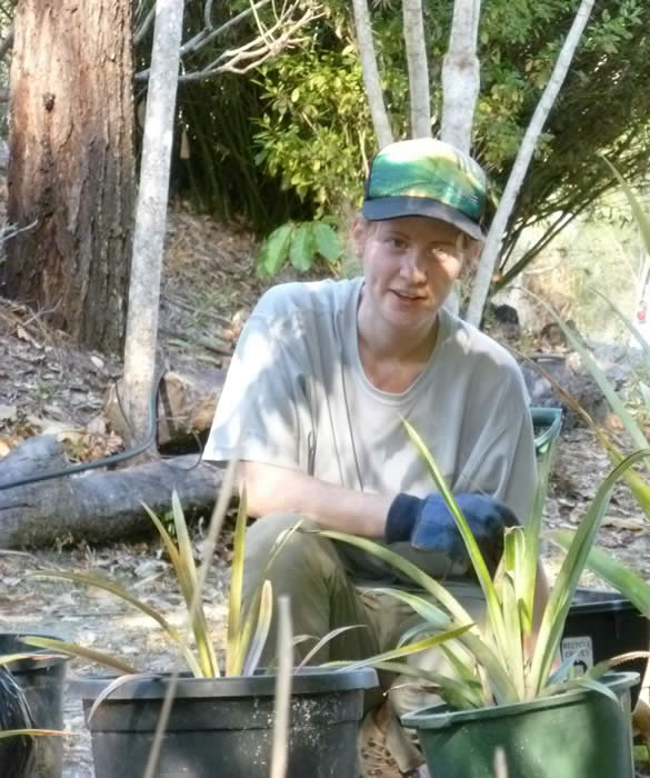 Sarah planting Pineapples