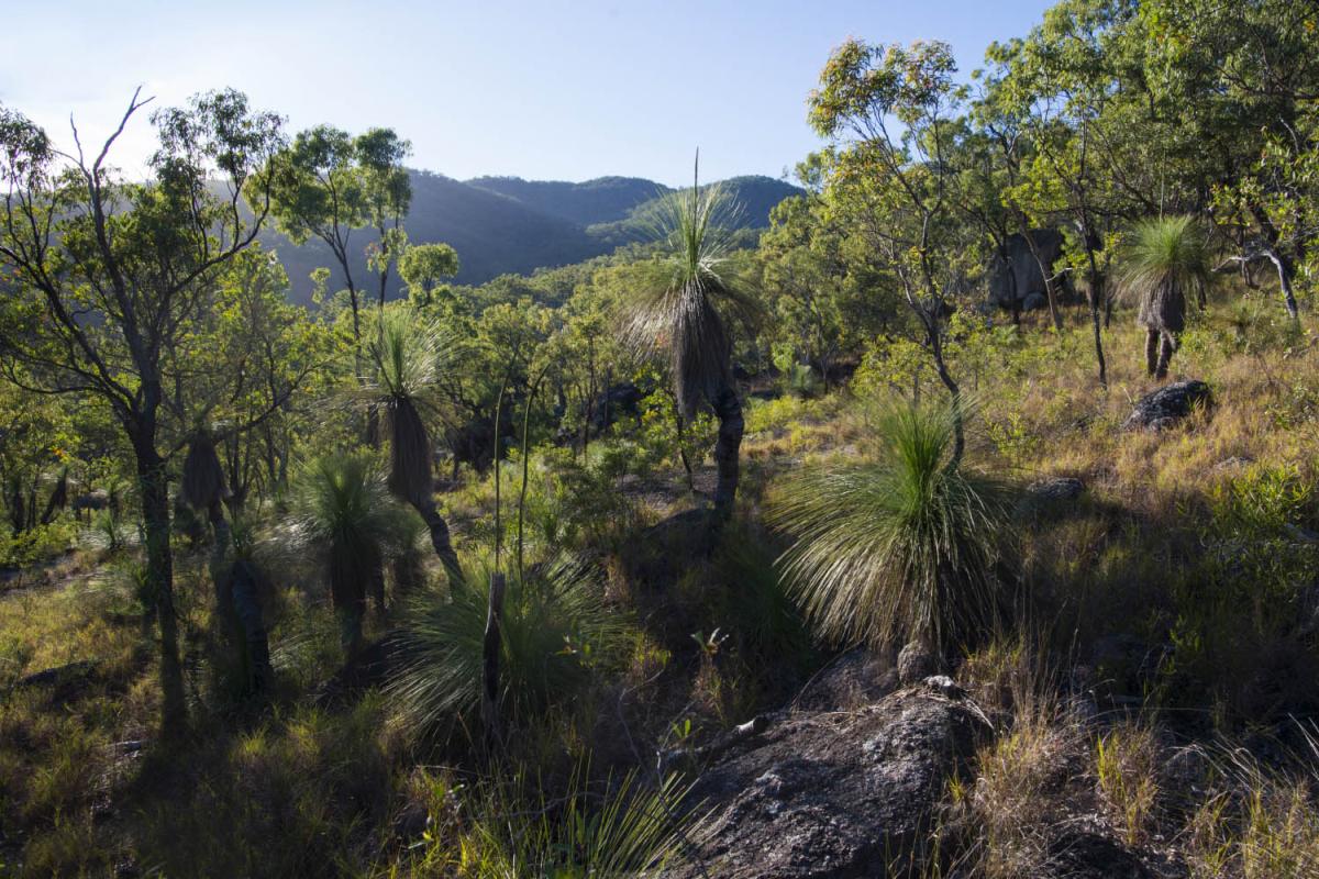 Ancient grass-trees