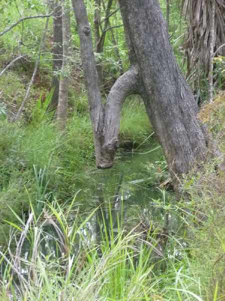 Cool Tree on Ada Creek