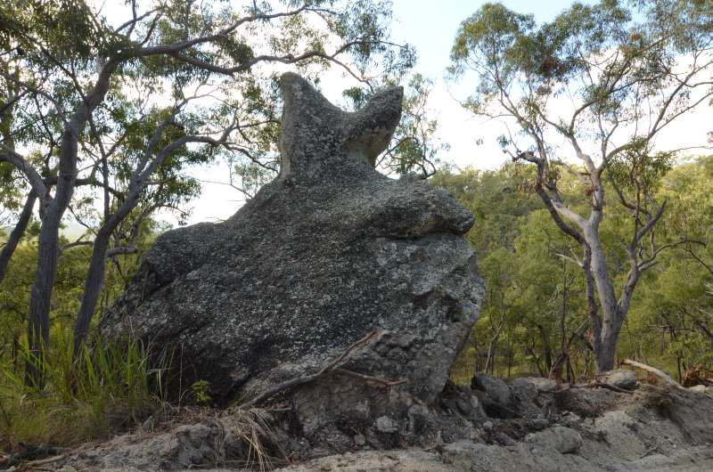 "Kangaroo Rock"