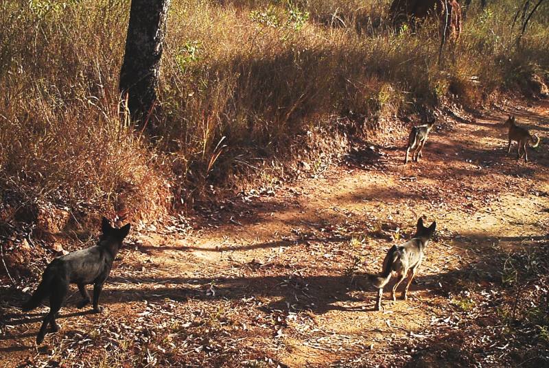 Family on walkabout