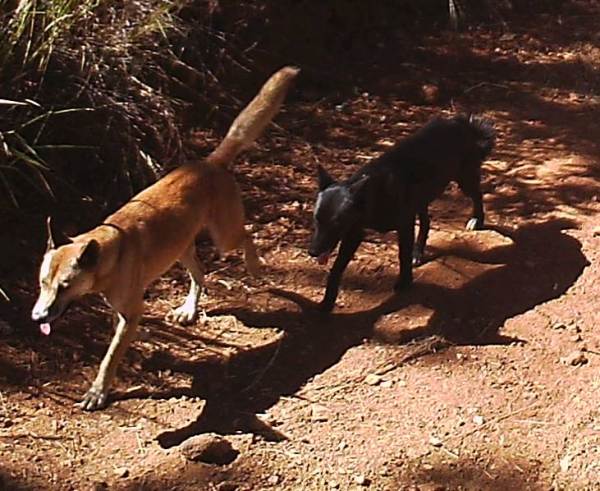 a black and a tawn dingo
