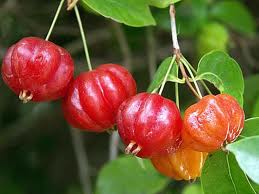 Brazilian Cherry