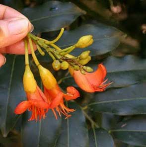 Black Bean Flowers