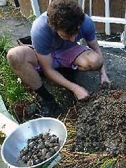 Chris harvesting Water Chestnuts