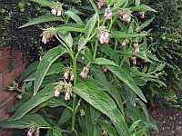 Comfrey