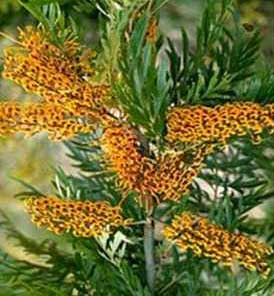 Silky Oak Flowers