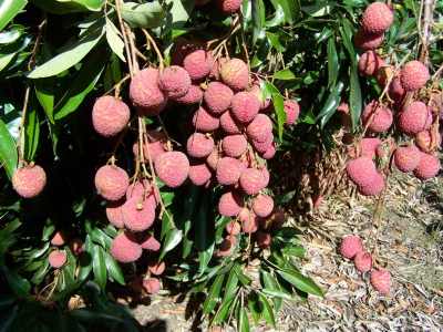 Koah Farm -
                        Lychees