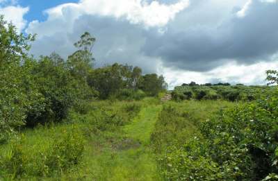 Koah Farm - View from creek towards shed
                        and Mangoes