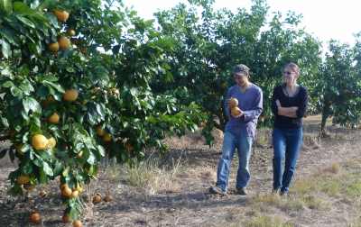 Koah
                          Property - Fruit Orchards