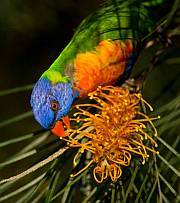 Rainbow Lorikeet on Grevillea Flower