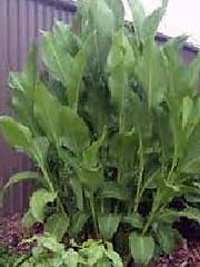 Queensland Arrowroot