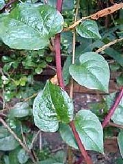 Ceylon Spinach