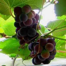 Isabella Grape