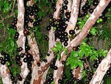 Jaboticaba