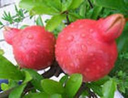 Pomegranate