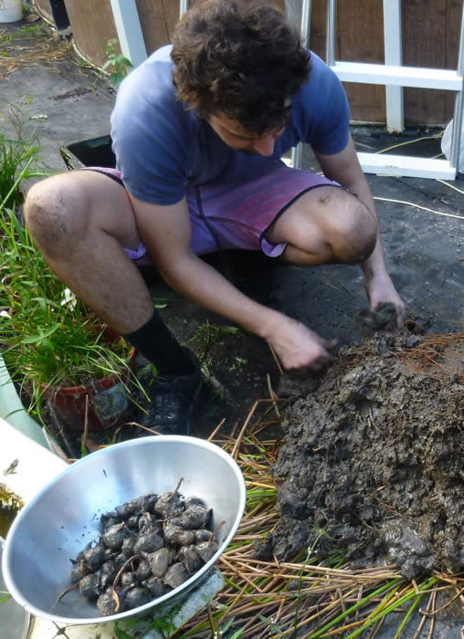 Chris Harvesting Water Chestnut