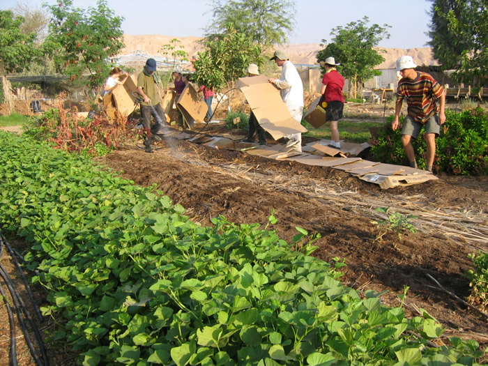 laying mulch in garden