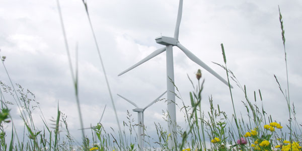 Wind Farm and native flowers