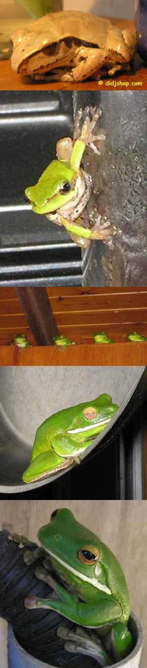 Frogs