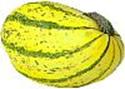 yellow squash