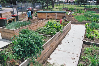 Worm Farm in Garden