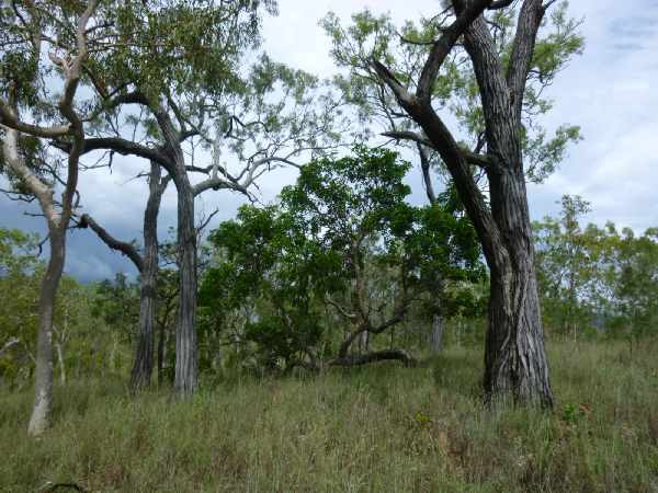 Lightly timbered slopes