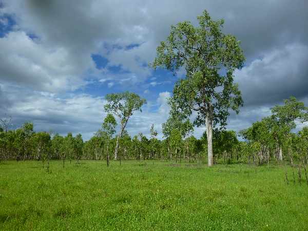 Flat fertile soil near the road