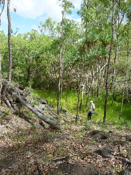 Big Pandanus on Ada creek