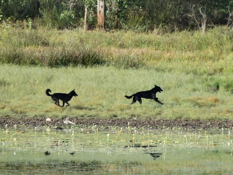 black dingoes on the other side of the lake
