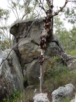 gnarly tree