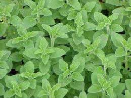 Oregano