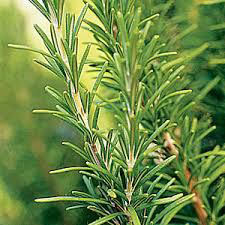 Rosemary